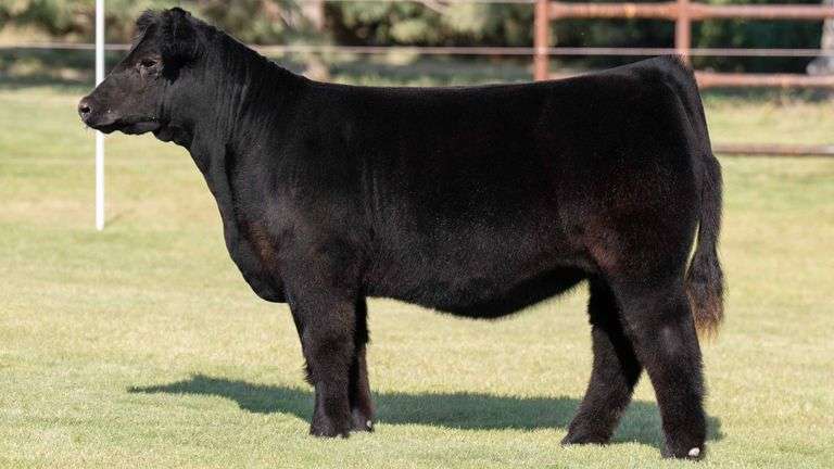 TAG 622 HEIFER