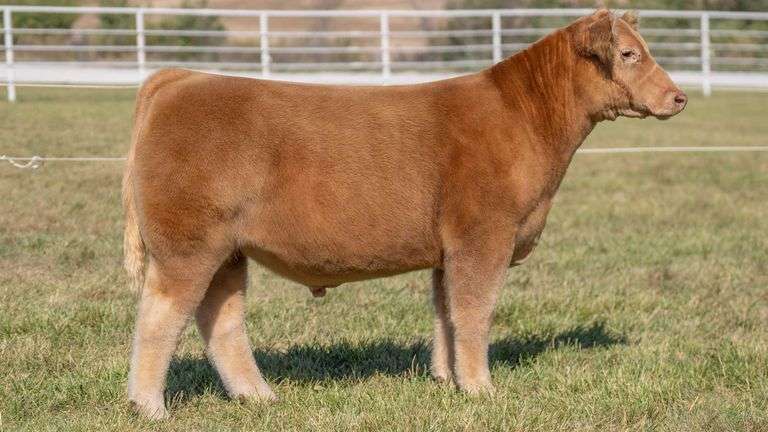 GORETSKA TAG 35 STEER
