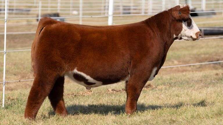 GORETSKA TAG 66 STEER