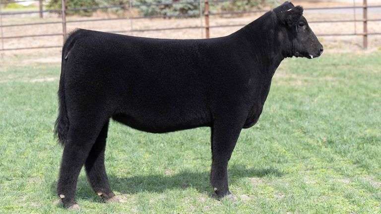 BEAUPREZ TAG 1 HEIFER