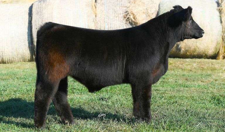 TAG 12 STEER