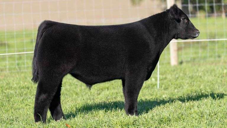 TAG 62 STEER
