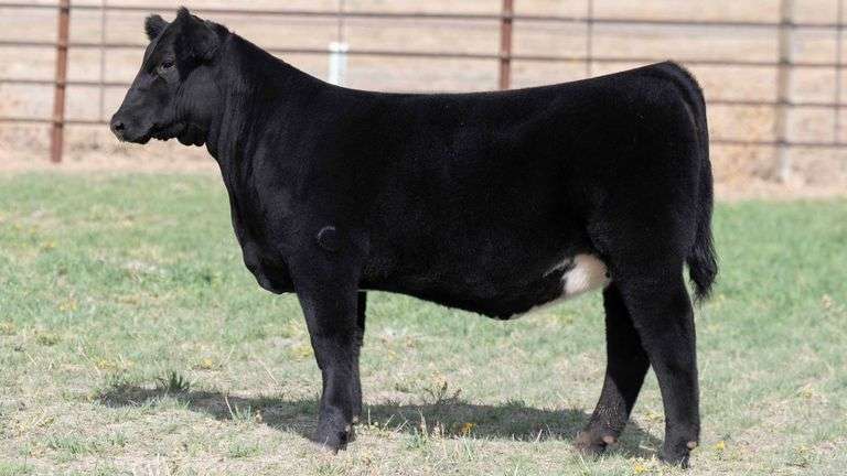 BEAUPREZ TAG 13 HEIFER