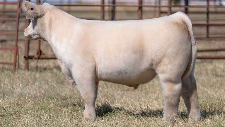 MILLER CATTLE TAG 8 STEER