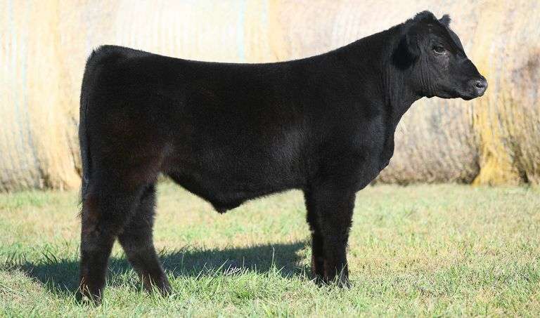 TAG 16 STEER