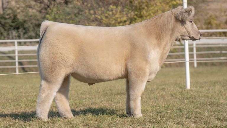 GORETSKA TAG 33 STEER