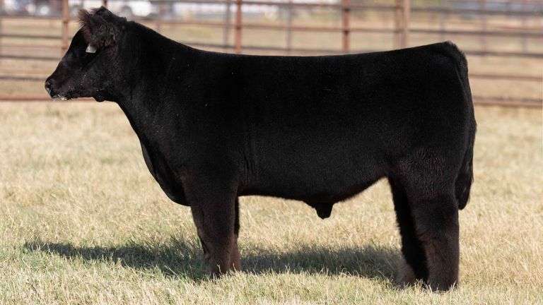 MILLER CATTLE TAG 18 STEER