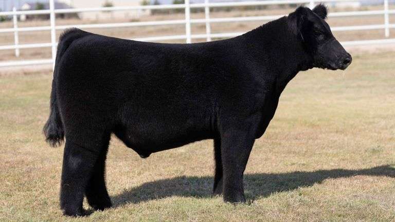 TAG 5 STEER