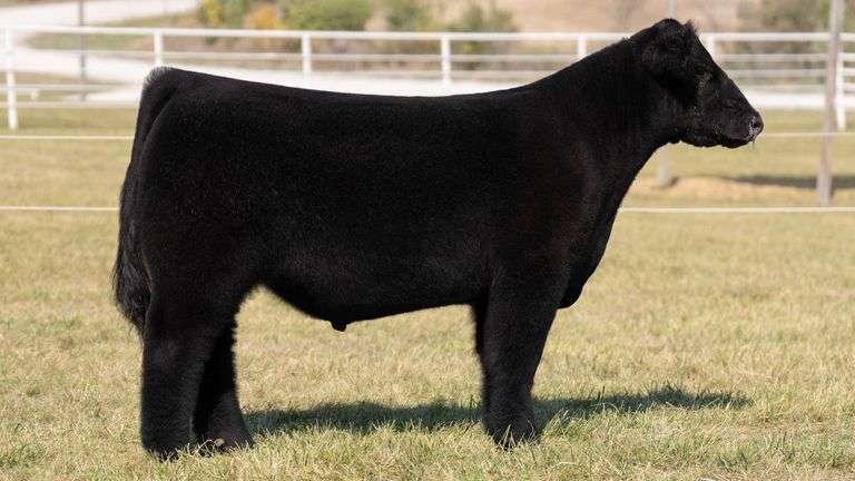 GORETSKA TAG 18 STEER