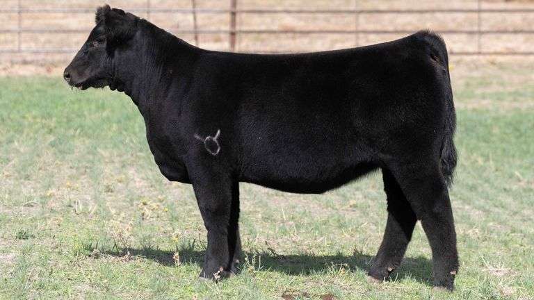 BEAUPREZ TAG 12 HEIFER