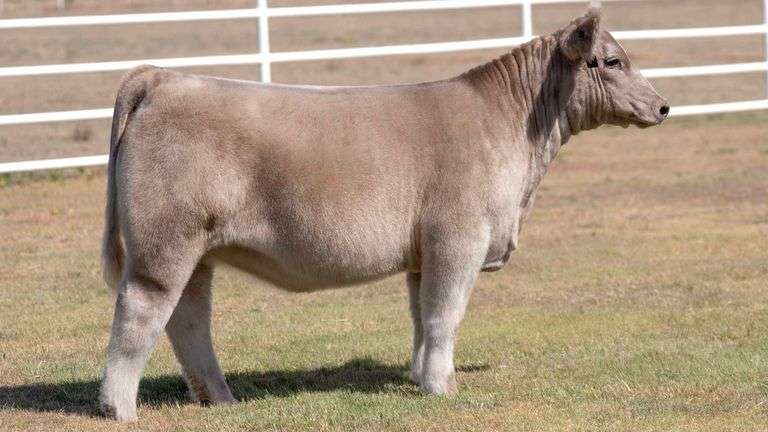 TAG 16 HEIFER