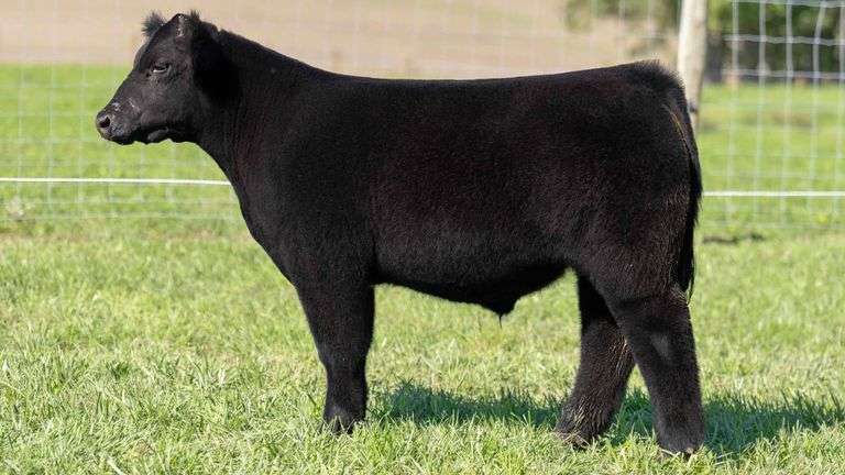 TAG 56 STEER