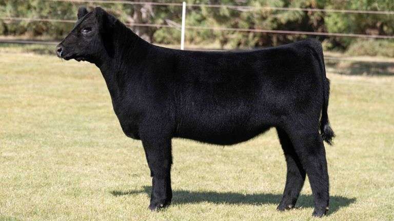 TAG No Tag HEIFER