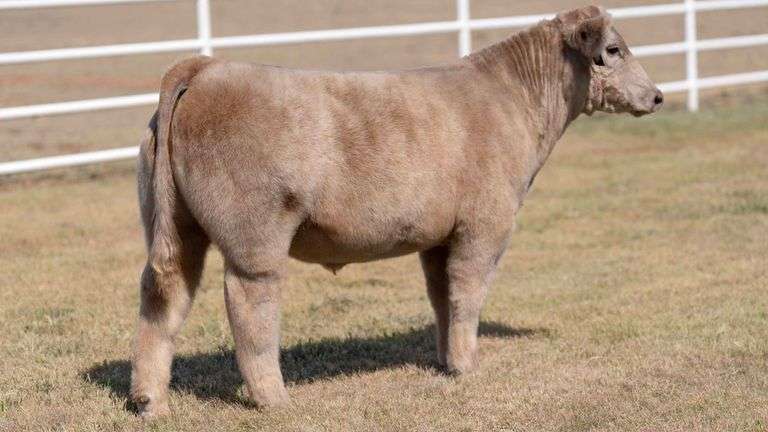 TAG 8 STEER