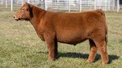 GORETSKA TAG 24 STEER