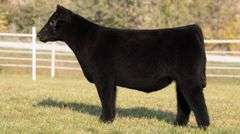 GORETSKA TAG 64 STEER