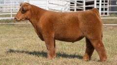 GORETSKA TAG 16 STEER