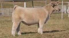 GORETSKA TAG 9 STEER