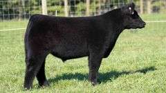 TAG 55 STEER