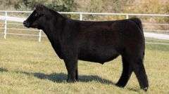 GORETSKA TAG 20 STEER