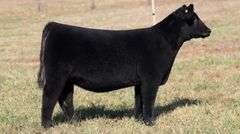 FOUTS TAG 115 PB ANGUS HEIFER