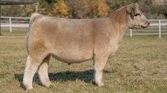 GORETSKA TAG 3 STEER