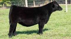 TAG 58 HEIFER