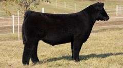 GORETSKA TAG 23 STEER