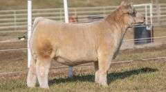 GORETSKA TAG 21 STEER