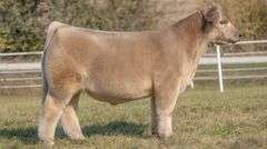 GORETSKA TAG 8 STEER