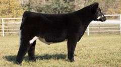 GORETSKA TAG 1 STEER