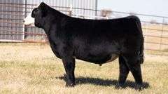 SANDY TAG 6 STEER
