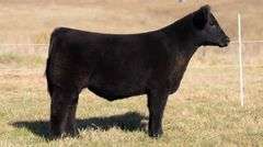 SANDY TAG 29 STEER