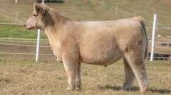 GORETSKA TAG 17 STEER