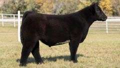 GORETSKA TAG 28 STEER