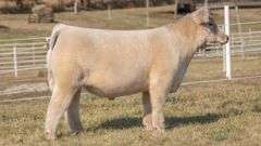 GORETSKA TAG 27 STEER