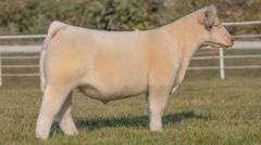 GORETSKA TAG 68 STEER