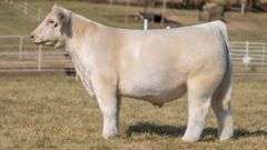 GORETSKA TAG 34 STEER