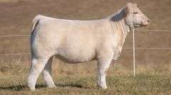 SANDY TAG 45 HEIFER