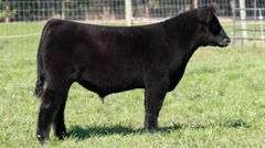TAG 51 STEER