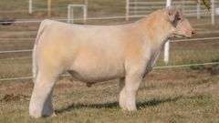 GORETSKA TAG 65 STEER