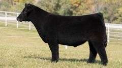 GORETSKA TAG 5 STEER