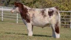 GORETSKA TAG 31 STEER