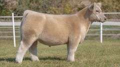 GORETSKA TAG 10 STEER