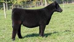 TAG 57 HEIFER