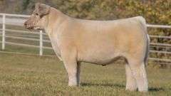 GORETSKA TAG 30 STEER