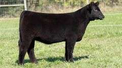 TAG 53 HEIFER