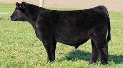 TAG 63 STEER