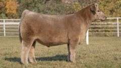 GORETSKA TAG 6 STEER