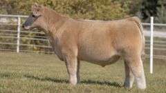 GORETSKA TAG 11 STEER